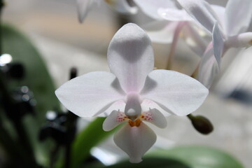 orquidia
