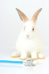 Cute white rabbit with long brown ears with doctor stethoscope veterinary on white background, sick and injured bunny pet has check-up at a vet clinic, adorable bunny medical equipment and pat concept