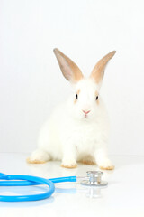 Cute white rabbit with long brown ears with doctor stethoscope veterinary on white background, sick...