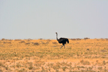 An ostrich walks on the savanna against the background of the sky and grass