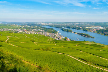 Areial view on vineyards and river near Ruedesheim am Rhein Rhine, Rudesheim, UNESCO World Heritage Site, Rheingau-Taunus-Kreis, Darmstadt, Hessen, Germany