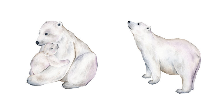 Set of polar bear, winter animals on an isolated white background, watercolor illustration