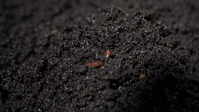 compost worm crawls on bio humus