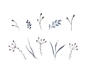 Watercolor illustration of a dry wildflower, herbarium. A set of dry branches on a white background, suitable for decoration of fabrics, paper, scrapbooking, scotch tape, packaging, postcards. Blue