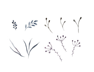 Watercolor illustration of a dry wildflower, herbarium. A set of dry branches on a white background, suitable for decoration of fabrics, paper, scrapbooking, scotch tape, packaging, postcards. Blue