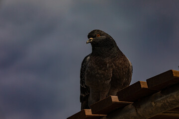 wild pigeon against the sky
