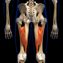 Male Adductor Magnus Muscles Isolated on Black Background with Skeletal Bones Rear View - 573034719