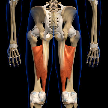 Male Adductor Magnus Muscles Isolated on Black Background with Skeletal Bones Rear View