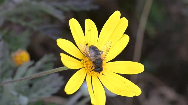Honey worker bee collects pollen from a yellow marguerite daisy close up.
