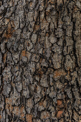 bark of a tree close up