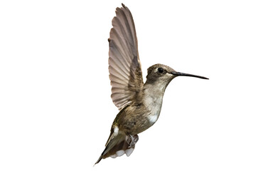 Fototapeta premium Black-chinned Hummingbird (Archilochus alexandri) Photo, in Flight on a Transparent Background 