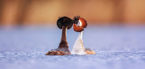 Podiceps cristatus floats on the water and doing pre-wedding dance.