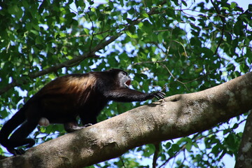 Ecuadorian Mantled Howler Monkey (alouatta palliata aequatorialis) Troop Leader