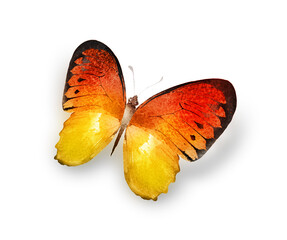 Color watercolor butterfly , isolated on the white background