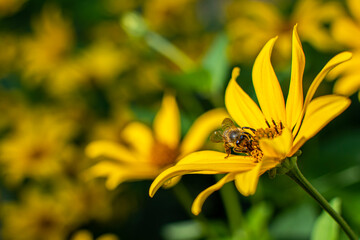 Heliopsis is a perennial plant with yellow flowers. Bee on a flower.