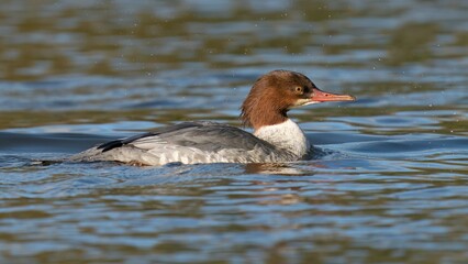 Female goosander