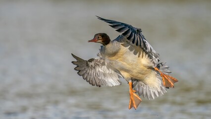 Female goosander