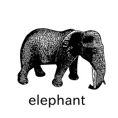 elephant