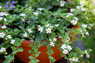 Garden pot with white spring flowers