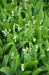Common lily of the valley (Convallaria majalis) grows in nature