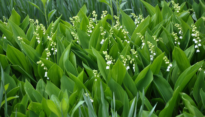 Obraz premium Common lily of the valley (Convallaria majalis) grows in nature