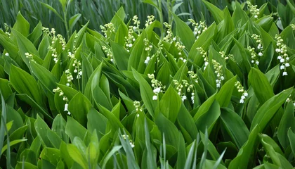 Zelfklevend Fotobehang Common lily of the valley (Convallaria majalis) grows in nature © orestligetka