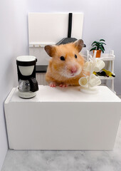 Cute Syrian hamster making coffee in a white kitchen
