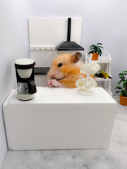 Cute Syrian hamster making coffee in a white kitchen