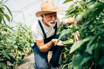 Happy and smiling senior man working in greenhouse.