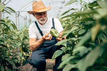 Happy and smiling senior man working in greenhouse.
