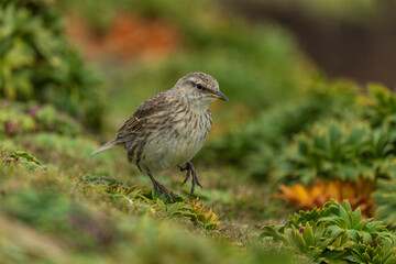 New Zealand pipit (Anthus novaeseelandiae)
