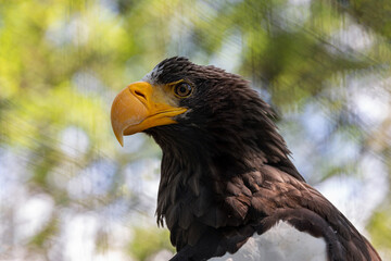 Obraz premium eagle head close up on blurred background