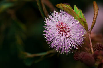 Pink colored flower of Mimosa Pudicha also known as touch me not. Used selective focus.
