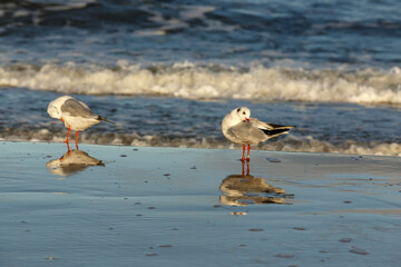 seagulls on the beach