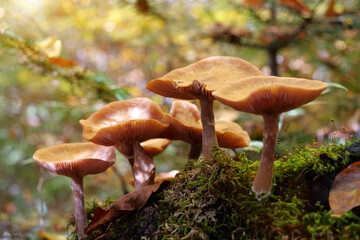 Yellow mushrooms growing in forest