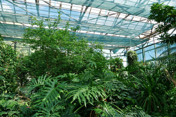 Fototapeta na wymiar Protection and safe of rare plant species. Green plants grows in hothouse