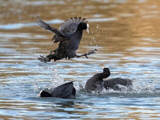 Low angle coot