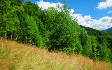 Hay growing on a pasture located in a hill range area. Deciduous trees grow near the pasture. Vegetation is blooming. Carpathia, Romania.