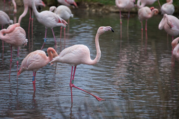 Flamingos in the lake, landscape, group of birds fishing