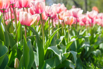 Fototapeta premium Closeup of pink tulips flowers with green leaves in the park outdoor. Beautiful spring blossom under sunlight in the garden and nature background at spring. Selective focus.