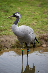 Heron in a lake looking at his side, wild bird in water