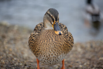 Female mallard duck, front facing, still, lake background