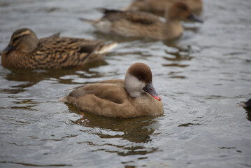 Ducks swimming in a lake, brown soft feathered birds