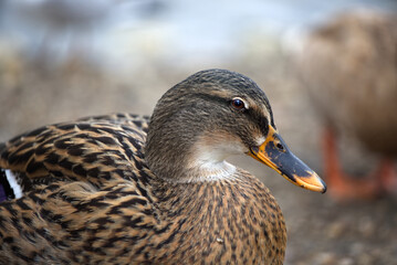 Mallard duck close up portrait, detailed face, happy bird