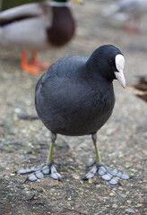 Black headed gull, black bird front view