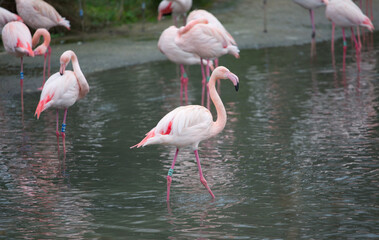 Pink flamingo in lake standing and walking