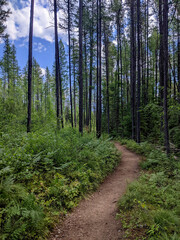 A Trail into the Woods 