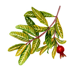 Watercolor drawing of pomegranate leaves with a bud. Isolated on a white background. Botanical decorative drawing of a tree branch