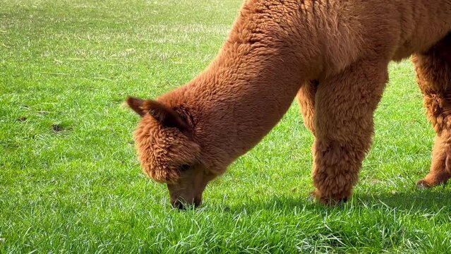 Funny llama pets graze on a green lawn on a sunny spring day. High quality 4k footage