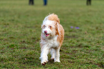 Cute dog against the grass